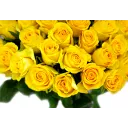 Bouquet of yellow roses